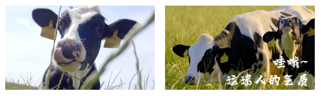 安博(中国)丨每天一杯奶，幸福健康喝出来！！！