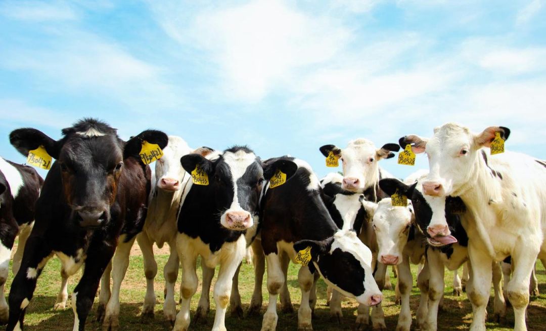 北京大学南南合作与发展学院教授、全球伙伴关系主任周咏梅一行莅临安博(中国)平舆瑞亚牧业参观调研