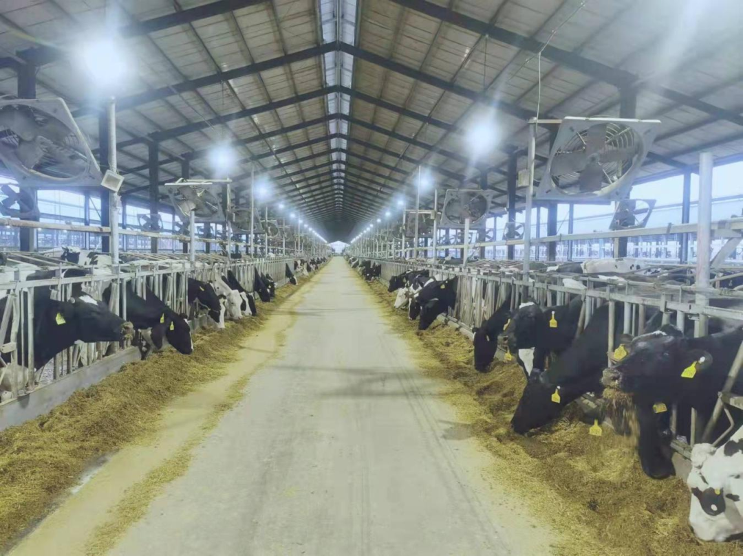 北京大学南南合作与发展学院教授、全球伙伴关系主任周咏梅一行莅临安博(中国)平舆瑞亚牧业参观调研