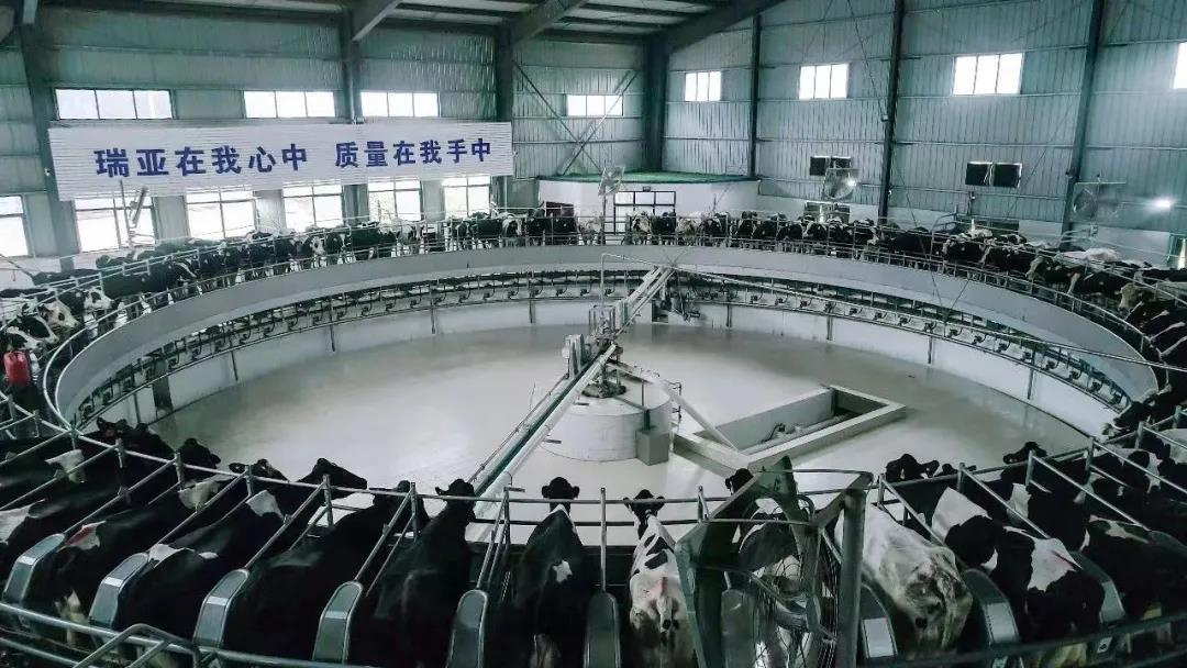 安博(中国)丨国家奶牛产业技术体系首席科学家、中国农业大学教授李胜利一行莅临安博(中国)鲁山瑞亚参观调研