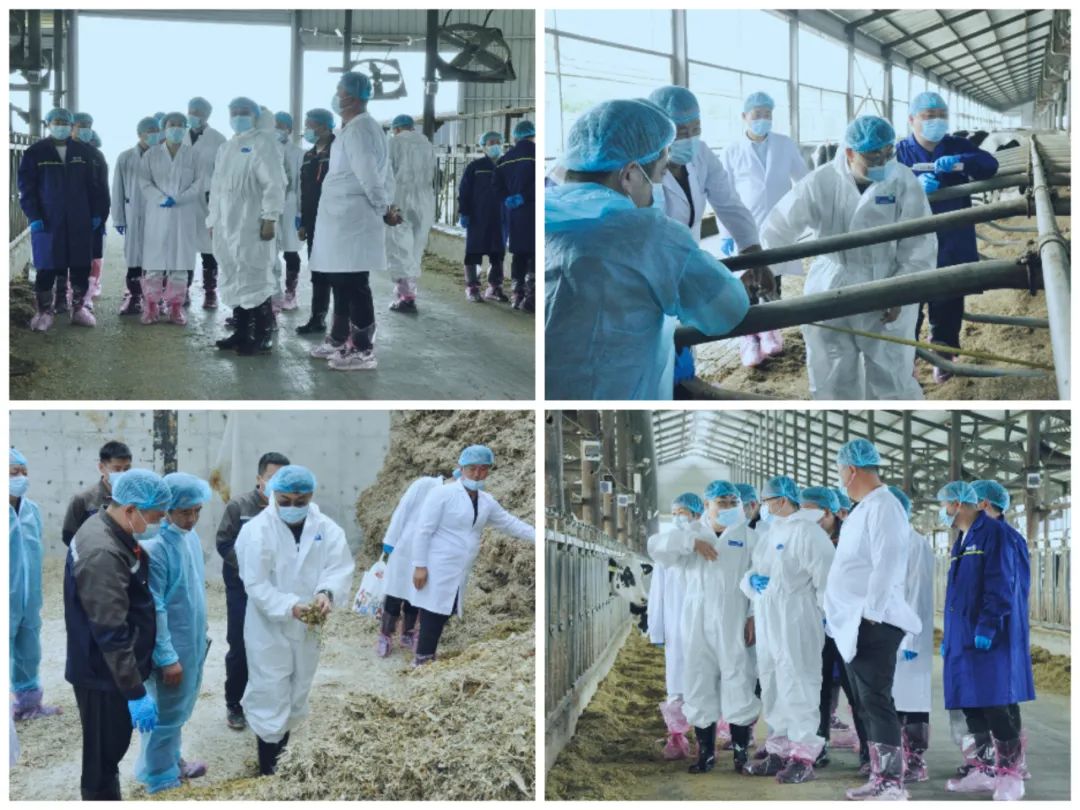 安博(中国)丨国家奶牛产业技术体系首席科学家、中国农业大学教授李胜利一行莅临安博(中国)鲁山瑞亚参观调研