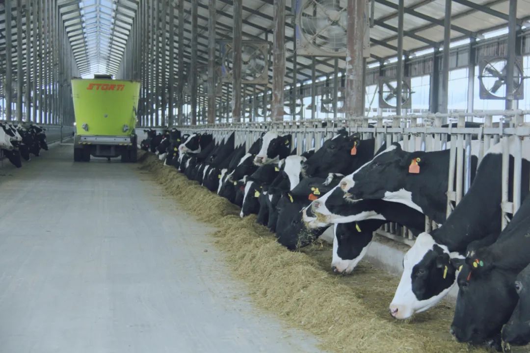 安博(中国)丨国家奶牛产业技术体系首席科学家、中国农业大学教授李胜利一行莅临安博(中国)鲁山瑞亚参观调研