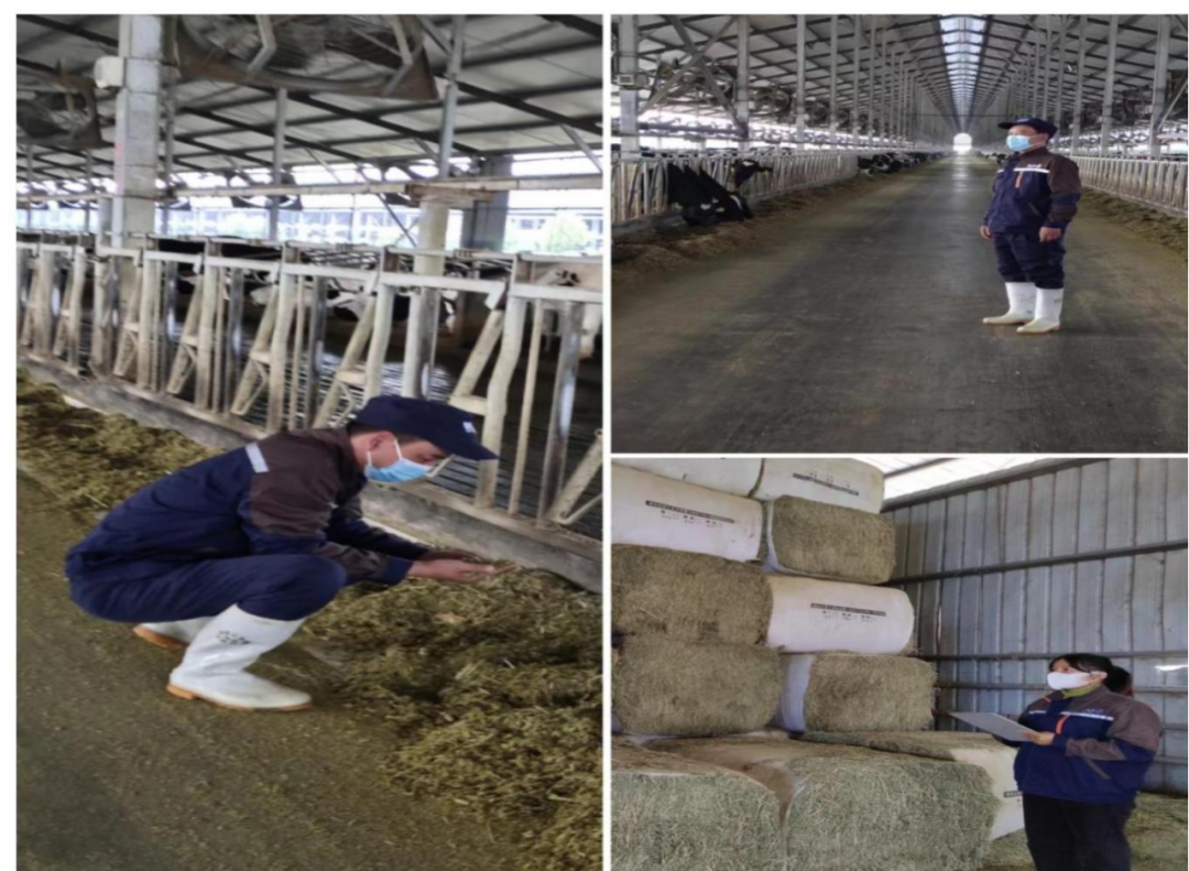 安博(中国)丨点点微光汇星河——养殖事业部抗疫保生产侧记