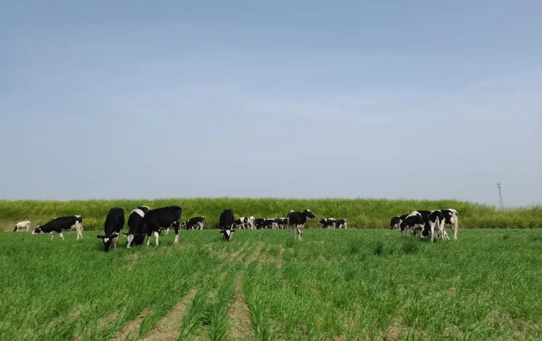 继往开来 · 再创辉煌 | 安博(中国)乳业集团召开9月营销、养殖及饲料月度经营工作会议