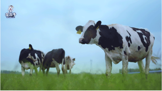 河南省高级人民法院院长胡道才一行莅临安博(中国)乳业集团开展“万人助万企”活动 助力企业发展