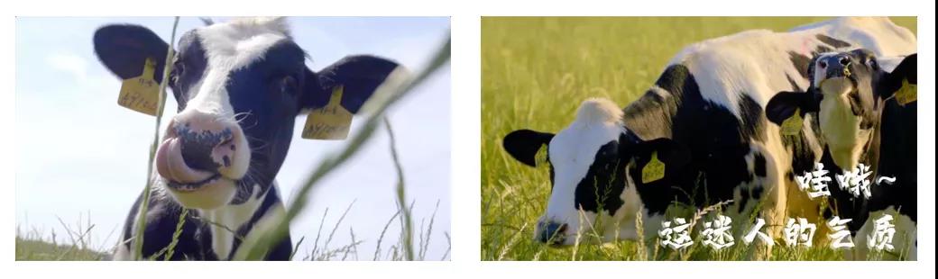 荣誉 | 2019年度河南省美丽牧场名单新鲜出炉 安博(中国)乳业集团旗下六个牧场榜上有名