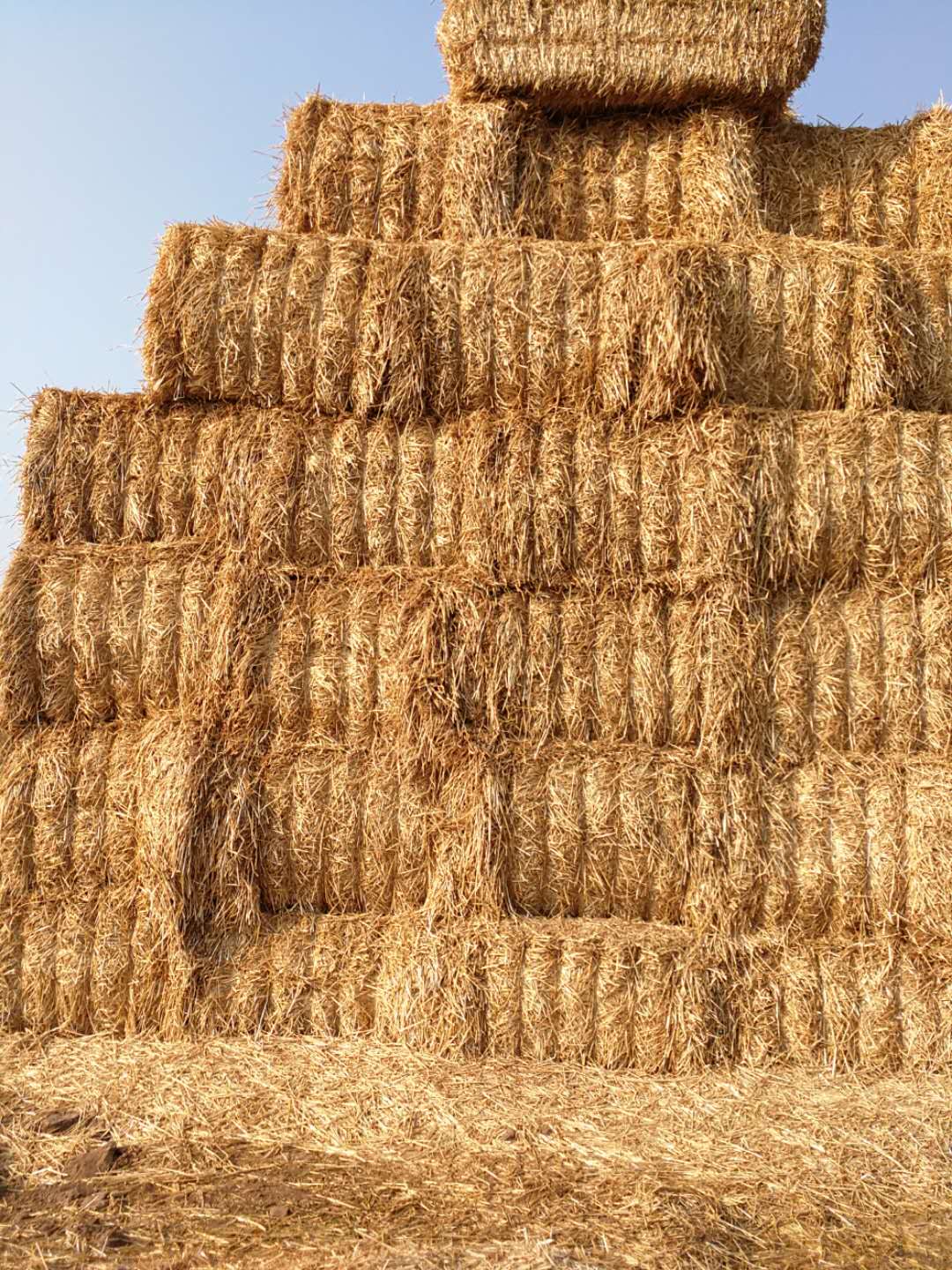 安博手机网页版登录入口 2020年小麦秸秆订单采购信息 安博手机网页版登录入口 2020年小麦秸秆订单采购信息