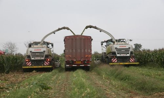 安博手机网页版登录入口 2020年玉米青贮采购信息