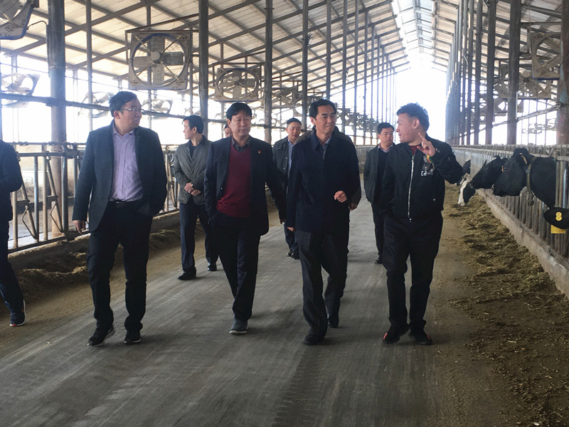 封丘县县长王献臣一行莅临 安博(中国)集团养殖、乳品事业部参观调研