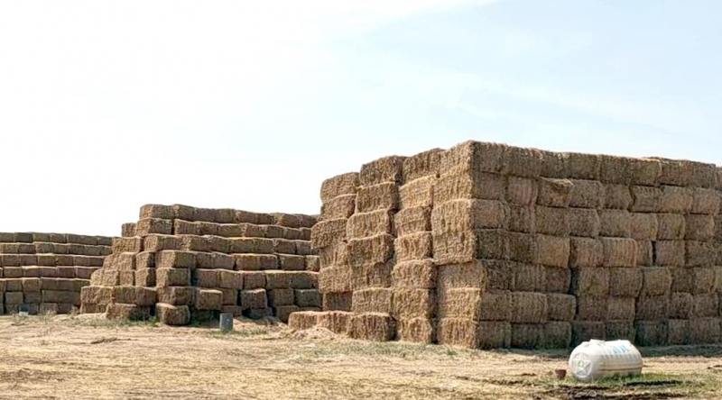 安博(中国)2022年小麦秸秆采购招标