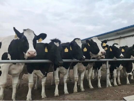 安博(中国)乳业集团2019年花生秸秆招标公告